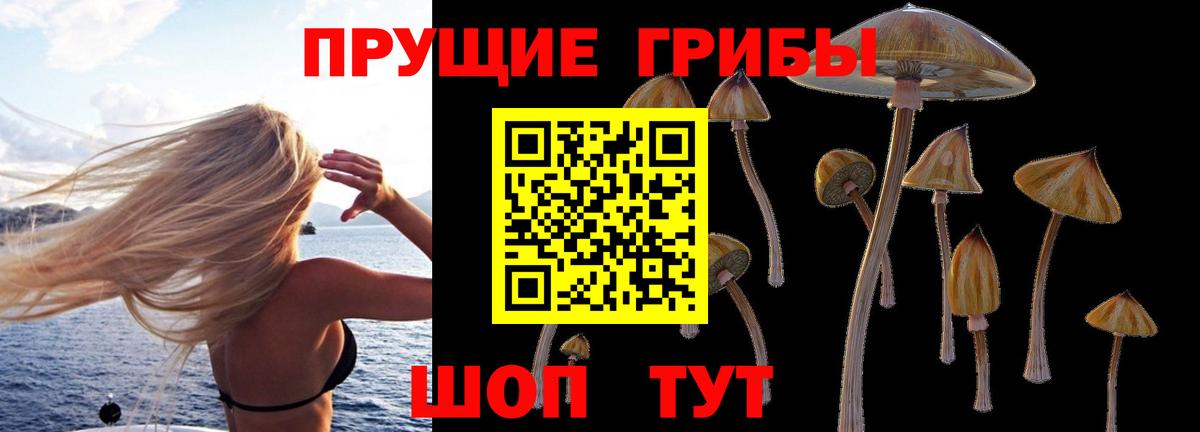 Звенигород  где купить наркоту  Вход с VPN  Псилоцибиновые грибы мицелий 